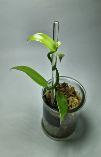 Vanilla planifolia vanillier - planifolia,